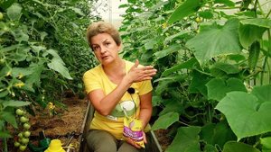 Чем подкормить растения в июле