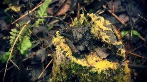 Долина смерти(Мясной бор)