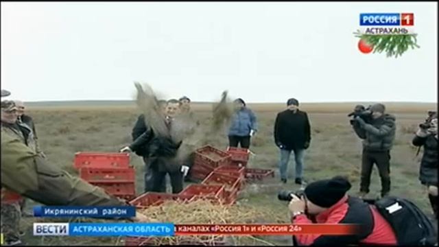 В Астраханской области выпустили в живую природу сотню птенцов фазана смотреть онлайн