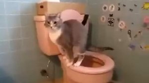 кошки пукают!?Смотри какой прикол