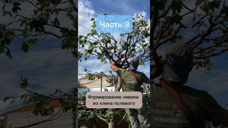 Формирование ниваки из клена полевого. Часть 3. #бонсай #bonsai #ниваки #сад #андрейдарусенков #клен