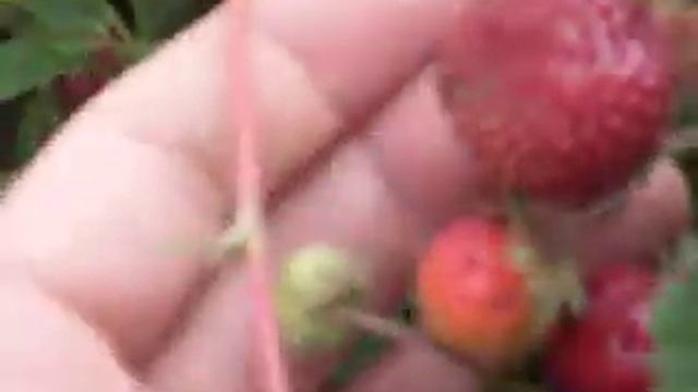 Профьюжн сорт клубники смотреть онлайн