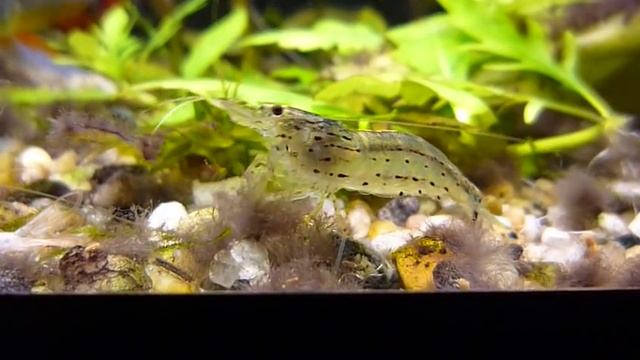 Креветка Амано (Caridina japonica) и "черная борода" смотреть онлайн
