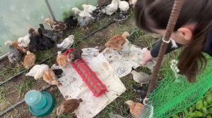 Переезд из города на дачу