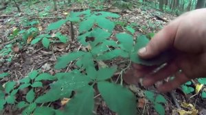 How to find Wild Ginseng plants and how to idendify them