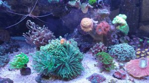 Эуфилия факельная