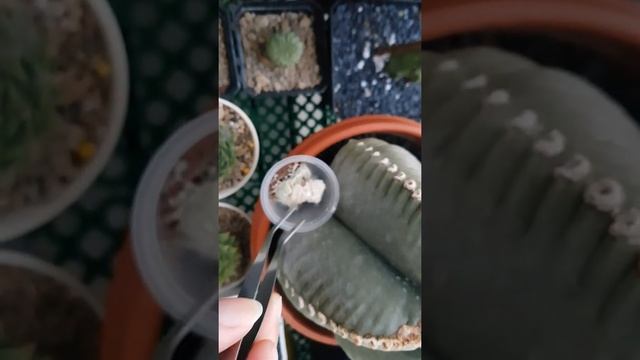 Astrophytum Myriostigma Cactus Removing Seeds