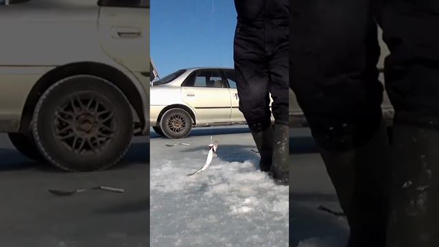 зимняя рыбалка приморский край. ловля зубаря. ловля наваги. блесна на зубаря и навагу.