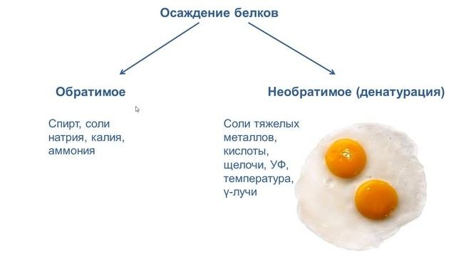 Белки