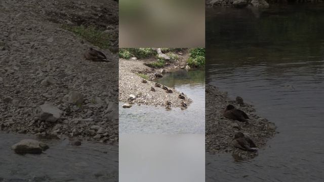 Goose steps👣 dans 🐦🦆🐦 and mountain🗻🌊 river