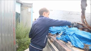 Видео о добыче 4: обработка ламинарии