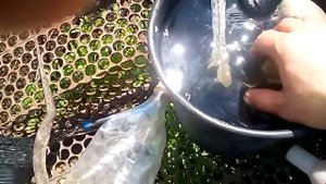 28 апреля 2019 г. Замочил семена в горячей воде (свёкла, морковь, кукуруза).