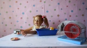 Домашний питомец. Хомяк Джунгарик КНОПКА. Уход за хомячком