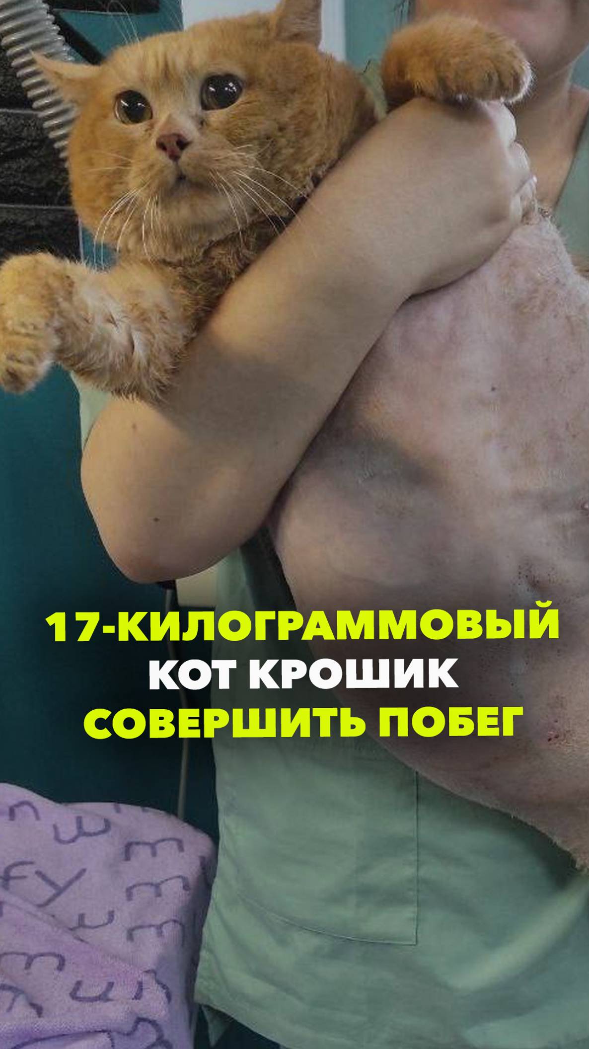 Кот крошик застрял в обувнице. Кот крошик застрял в обувнице