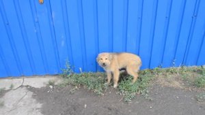 Злые собаки