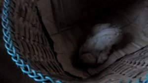 На цыпленка напала крыса