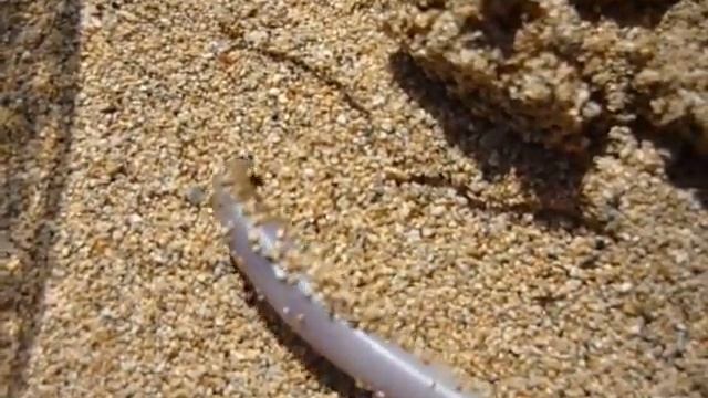 gross sandworm смотреть онлайн