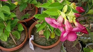 Allamanda Plant Madhabi-Lata Orange Plant Hardy Hibiscus Plant Laxmi Jaba At Flower Plants Market