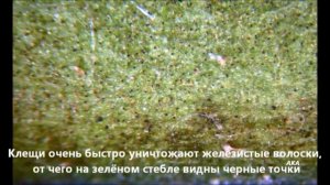 Aculops lycopersici и Amblyseius swirskii