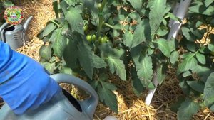 Наши секреты укладки активной мульчи для помидоров и огурцов в теплице Мульчирование от болезней