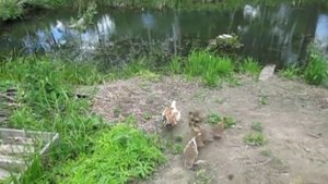 Утята на даче / первый выгул