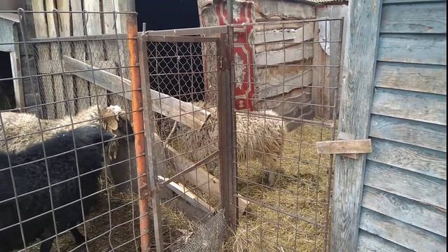 Жизнь в селе. Боевой баран Вася!!! смотреть онлайн