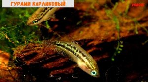 Рыбки для маленького аквариума