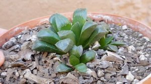 Haworthia Retusa  CUIDADOS  -  Haworthia Retusa CARE