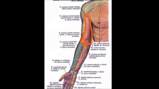 Плечевое сплетение: топография, ветви, области иннервации смотреть онлайн