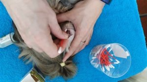 Как Правильно Почистить Уши у Собаки | Чистка Ушей у Йорка