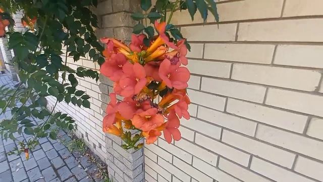 Кампсис в саду. Цветущая лиана. смотреть онлайн