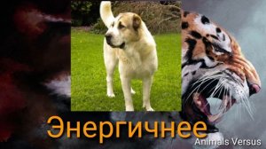 Алабай против Английский мастиф