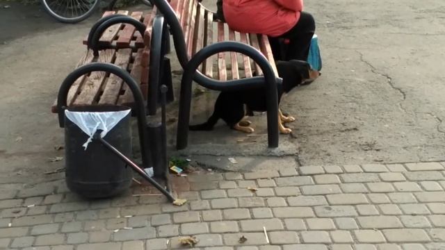 Что делает Собака смотреть онлайн