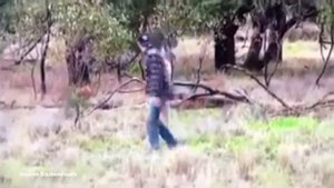 Кенгуру получил по морде!