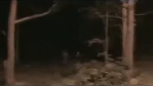 Снежный человек похищает девочку | Bigfoot kidnapped a girl in Russia