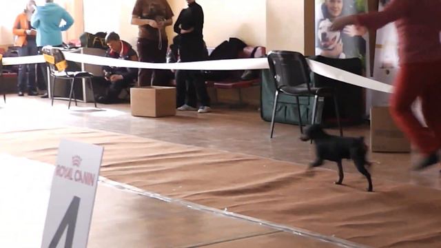 31.03.2013 « КАМЕННЫЙ ЦВЕТОК -- 2013» Цвергпинчер/ 6/ смотреть онлайн