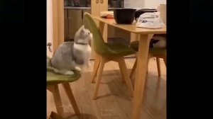 Приколы с котиками. Котики #111
