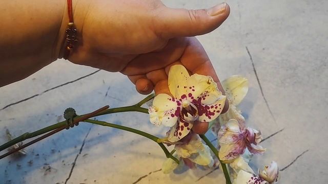 Новиночки. #орхидеи с цветочной лавки.