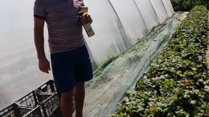Выращивание клубники в Крыму. Почему выбираем Альба и Купчиха.
