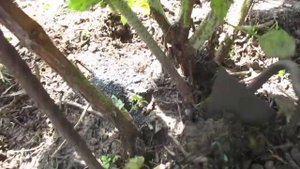 Подкормка  ремонтантной малины в августе. Чем лучше подкормить.