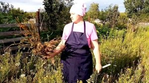 Обязательно заготовь эти травы на зиму для кур несушек.