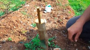 Прививка персика черенком. Италия