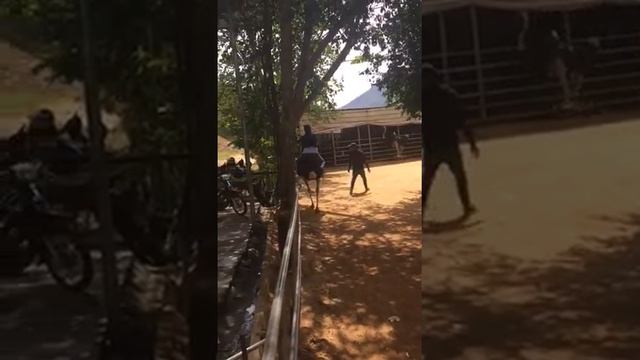 Верхом на страусе. Вьетнам. смотреть онлайн