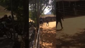 Верхом на страусе. Вьетнам.