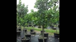 Clusia Rosea Autograph Trees - (786).255.2832 - We Deliver