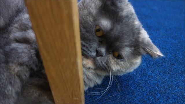 МАКАРОНЫ с СЫРНЫМ СОУСОМ!!! (песто и бешамель) Суперский рецепт! Готовить просто с Люсьеной