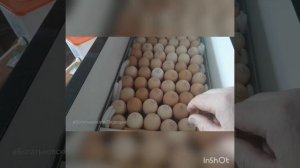 Важная доработка инкубаторов Блиц норма и Ово @БогатьковскоеПодворье