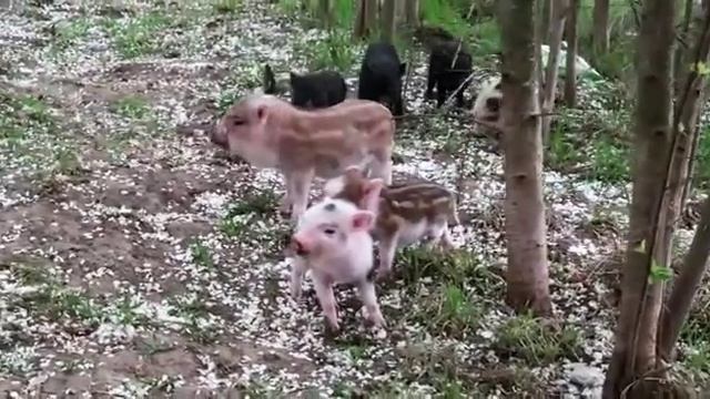 Дивная прогулка!???Минипиги, минипиг, микропиги, микропиг, minipig, micropig, весна май, питомник
