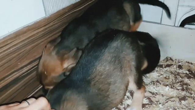 КАЖДАЯ собака должна быть домашней! Помощь Животным смотреть онлайн