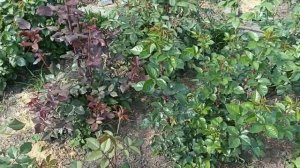 Расстояние между кустами роз